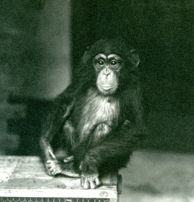 Nuori simpanssi istumassa puulaatikossa Lontoon eläintarhassa vuonna 1924 tekijältä Frederick William Bond