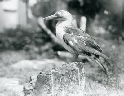 Nuori Gannet seisoo kannolla Lontoon eläintarhassa vuonna 1929 (b/w kuva) tekijältä Frederick William Bond
