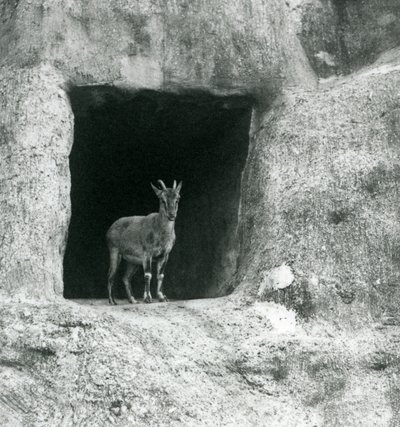 Nuori kreikkalainen Ibex seisoo luolan sisäänkäynnissä Mappin Terracesin keinotekoisissa kivissä Lontoon eläintarhassa, elokuu 1927 tekijältä Frederick William Bond