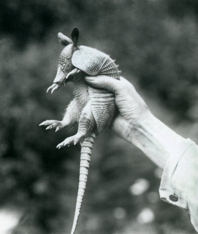 Nuori yhdeksännauhainen armadilloYhdeksännauhainen pitkänokkainen armadillo pidettynä vartijan kädessä, Lontoon eläintarha, elokuu 1926 tekijältä Frederick William Bond