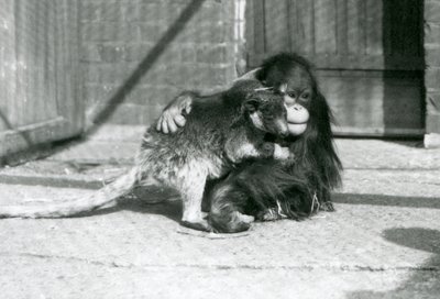 Nuori orangutanki halaa kengurua Lontoon eläintarhassa vuonna 1927 (m/v kuva) tekijältä Frederick William Bond