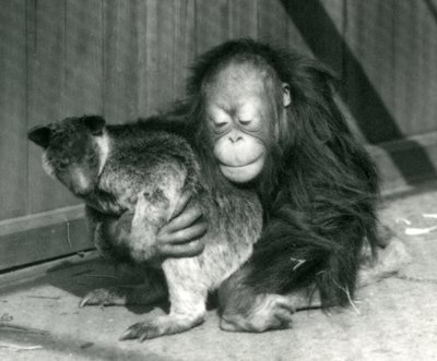 Nuori orangutanki halaa kengurua Lontoon eläintarhassa vuonna 1927 tekijältä Frederick William Bond