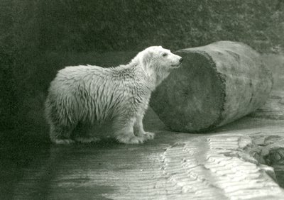 Nuori jääkarhu Lontoon eläintarhassa marraskuussa 1924 tekijältä Frederick William Bond