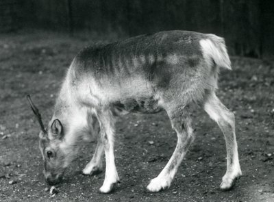 Nuori poro Lontoon eläintarhassa, 1925 tekijältä Frederick William Bond