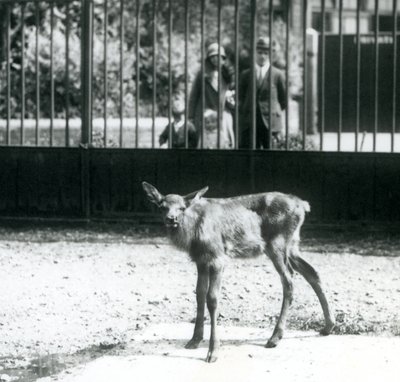 Nuori Wapiti/hirvi seisoo aitauksessaan, vierailijat katselevat baarien läpi, Lontoon eläintarha, elokuu 1927 (m/v kuva) tekijältä Frederick William Bond