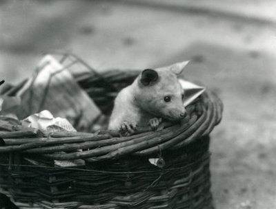 Nuori albiino Opossum kurkistaa ulos korista Lontoon eläintarhassa lokakuussa 1920 tekijältä Frederick William Bond