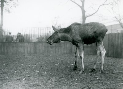 Nuori härkä Hirvi, jolla on äskettäin irtautuneiden sarvien haavoja, seisoo aitauksessaan Lontoon eläintarhassa (m/v kuva) tekijältä Frederick William Bond