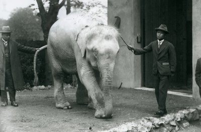 AlbinoWhite Burman Elephant Pawah avustajineen, mukaan lukien Dr. Saw Po Min, Lontoon eläintarha, toukokuu 1926 tekijältä Frederick William Bond