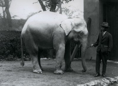 Albiino-valkoinen norsu Pawah ja tohtori Saw Po Min, Lontoon eläintarha, toukokuu 1926. tekijältä Frederick William Bond