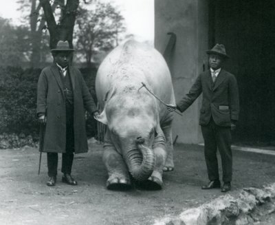 Valkoinen valkeanorsu Pawah ja tohtori Saw Po Min ja poika, Lontoon eläintarha, toukokuu 1926. tekijältä Frederick William Bond