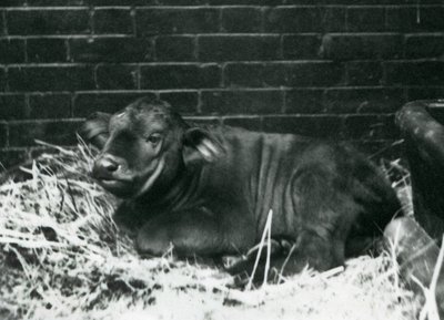 AfricanCape Buffalo -vasikka, syntynyt eläintarhassa 8. helmikuuta 1927, makaa oljissa Lontoon eläintarhassa helmikuussa 1927 tekijältä Frederick William Bond