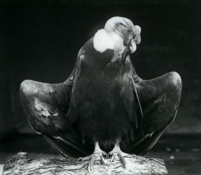 Andien kondori lepää puun päällä, Lontoon eläintarha, 1925 tekijältä Frederick William Bond