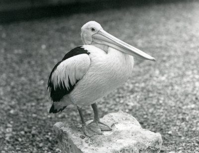 Australian pelikaani seisoo kivellä Lontoon eläintarhassa vuonna 1929 (m/v kuva) tekijältä Frederick William Bond