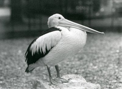 Australian pelikaani seisoo kivellä Lontoon eläintarhassa vuonna 1929 (m/v kuva) tekijältä Frederick William Bond
