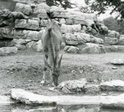 Eland laiduntelee Lontoon eläintarhan Antelope Paddockissa vuonna 1929 (m/v kuva) tekijältä Frederick William Bond