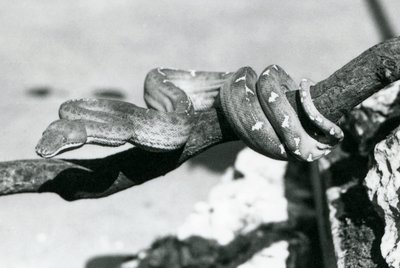 Emerald Tree Boa, jonka runko on kiertynyt oksaa pitkin, Lontoon eläintarha, lokakuu 1928 (m/v kuva) tekijältä Frederick William Bond