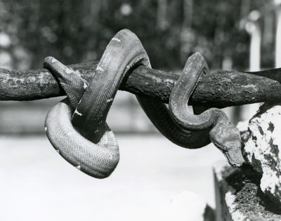Emerald Tree Boa, jonka runko on kiertynyt vaakasuoraa oksaa pitkin, katsoen alas kohti maata, Lontoon eläintarha, lokakuu 1928 (b/w kuva) tekijältä Frederick William Bond