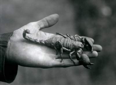 Keisariskorpioni eläintenhoitajan kämmenellä, Lontoon eläintarha, lokakuu 1925. tekijältä Frederick William Bond
