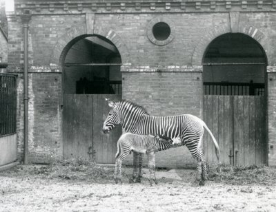 Uhanalainen Grevys Imperial -seepra ruokkii varsaansa Lontoon eläintarhassa vuonna 1927. tekijältä Frederick William Bond