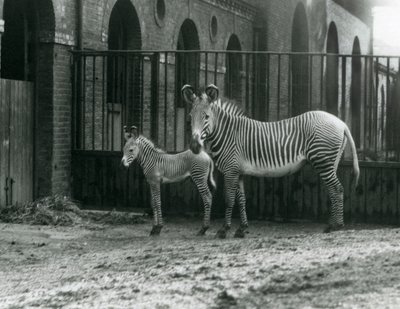 Uhanalainen Grevy
