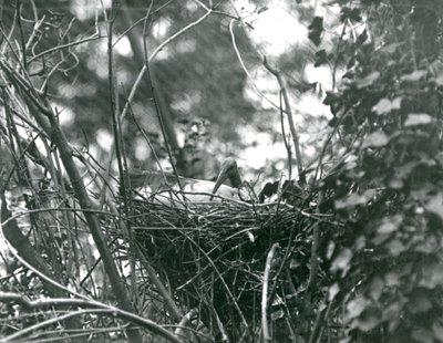 Ibis istuu pesällään Lontoon eläintarhassa vuonna 1924 tekijältä Frederick William Bond