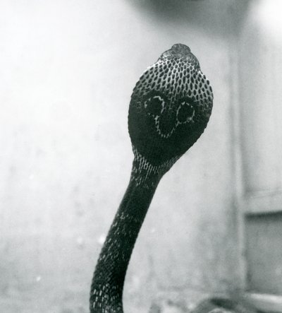 Intialaisen silmälasikobran, jolla on kohotettu pää ja levenevä huppu, Lontoon eläintarha, lokakuu 1925. tekijältä Frederick William Bond