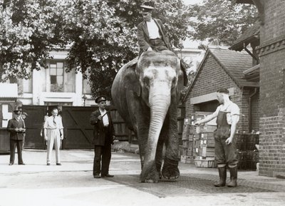 Intiaanielefanttia punnitaan Lontoon eläintarhassa elokuussa 1935 tekijältä Frederick William Bond