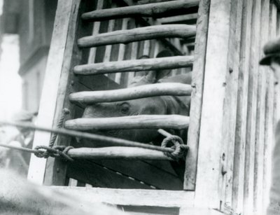 Intiaanisarvikuono kurkistaa ulos puisesta kuljetuslaatikostaan saapuessaan Lontoon eläintarhaan vuonna 1924 tekijältä Frederick William Bond