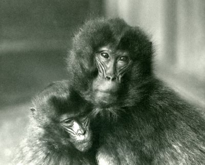 Aikuinen ja nuori Gelada Bleeding -sydänapina Lontoon eläintarhassa tammikuussa 1925 tekijältä Frederick William Bond
