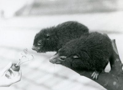 Aikuinen ja nuori Western Tree Hyrax istuu oksalla ja kumartuu porkkanan latvaan, jota pidetään heidän syötäväkseen, Lontoon eläintarha tekijältä Frederick William Bond