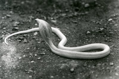 Albiino IndianSpectacledAsianBinocellate Cobra, jonka pää koholla ja huppu levitettynä, Lontoon eläintarha, syyskuu 1924 tekijältä Frederick William Bond