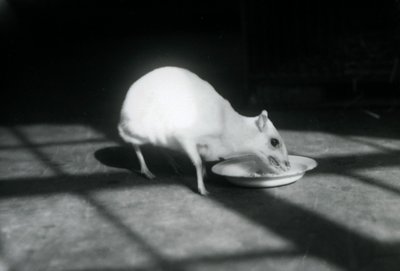 Albiino chevrotain syömässä lautaselta, Lontoon eläintarha, joulukuu 1926. tekijältä Frederick William Bond
