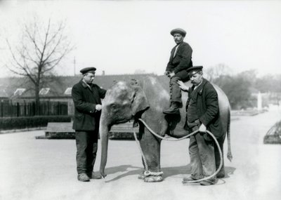 Intiaanielefantin vauva Keepers A. Churchin ja H. Robertsonin kanssa Lontoon eläintarhassa, kesäkuu 1922 tekijältä Frederick William Bond