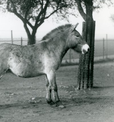 Uhanalainen Przewalskis-villihevonen Lontoon eläintarhassa, lokakuu 1927. tekijältä Frederick William Bond