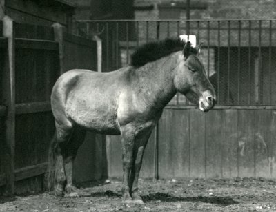 Uhanalainen Przewalskis-villihevonen Lontoon eläintarhassa vuonna 1927. tekijältä Frederick William Bond