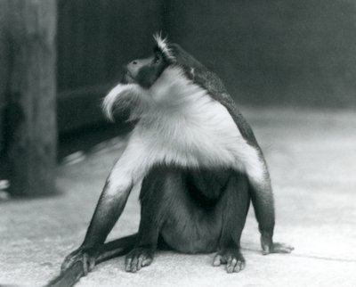 Uhanalainen Roloway-apina istuu maassa, katsoo ylöspäin ja pitää häntäänsä, Lontoon eläintarha, 1927. tekijältä Frederick William Bond