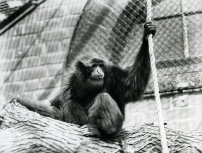 Uhanalainen Siamang-gibbon istuu puun päällä, kädessään köysi, Lontoon eläintarha, 1927 tekijältä Frederick William Bond
