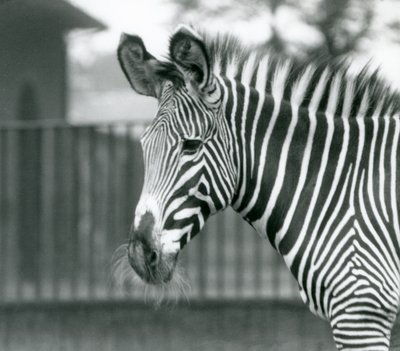 Naaras/jenny uhanalainen Grevy