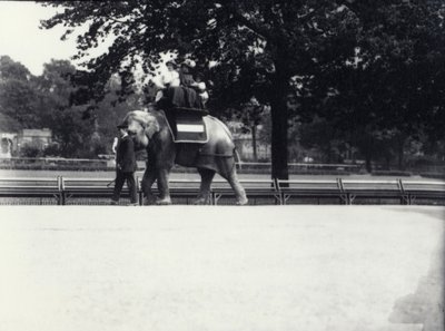 Aasialaisnorsu "Jessie" ratsastaa kahden naisen ja lapsen kanssa eläintenhoitajan johdolla Lontoon eläintarhassa toukokuussa 1914. tekijältä Frederick William Bond