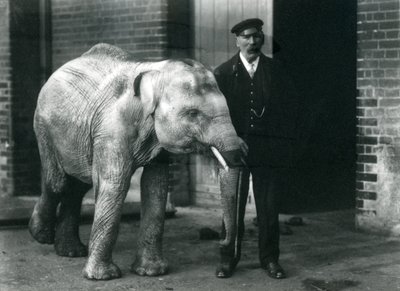 Aasiannorsuvauva pitäjän Charles Eylesin kanssa Lontoon eläintarhassa, marraskuu 1915 tekijältä Frederick William Bond