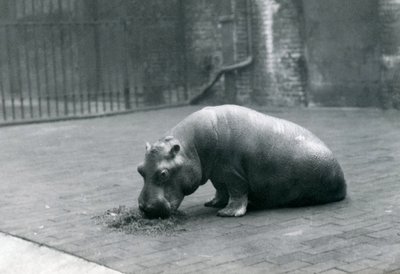 Vauva virtahepo "Joan" syömässä Lontoon eläintarhassa syyskuussa 1920 tekijältä Frederick William Bond