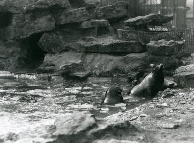 Kalifornian merileijonat jäällä uima-altaalla, Lontoon eläintarha tekijältä Frederick William Bond