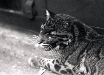 Pilvinen leopardi, 1922 tekijältä Frederick William Bond