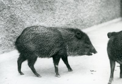 Kaulukselliset pekkarit Lontoon eläintarhassa, 1927 tekijältä Frederick William Bond