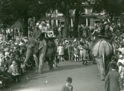 Elephant Rides, jossa kaksi aasialaista norsua katselivat yleisöä Lontoon eläintarhassa elokuussa 1926 (m/v kuva) tekijältä Frederick William Bond