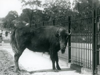 Euroopan biisoni Georgina karsinansa kaltereilla, Lontoon eläintarha, 12. elokuuta 1926. tekijältä Frederick William Bond