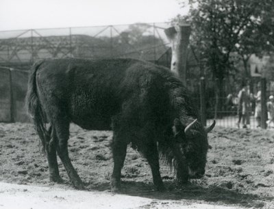 Euroopan biisoni Julia syö ruohoa tarhassaan, Lontoon eläintarha, 12. elokuuta 1926. tekijältä Frederick William Bond
