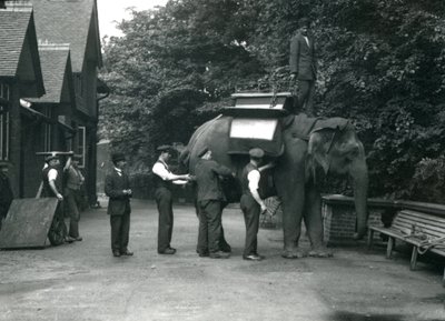 Naaras Aasiannorsu "Indiarani", joka on varustettu satulalla Elephant Housen pohjoispuolella. Lontoon eläintarha, elokuu 1920 tekijältä Frederick William Bond