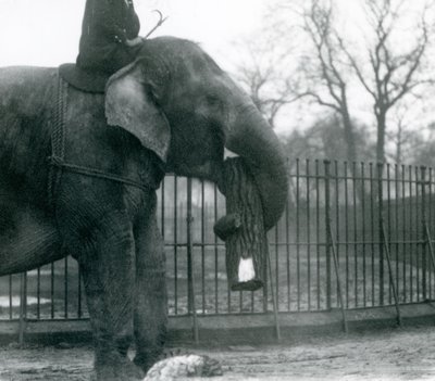 Elefant asiàtic femella, 
