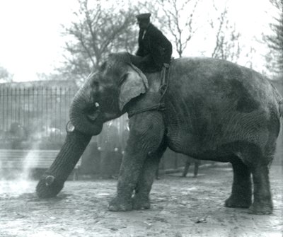Aasialaisnorsu Indiarani liikkuu puutavaraa rungollaan, kun sen hoitaja istuu sen selässä ohjaamassa sitä, Lontoon eläintarha. tekijältä Frederick William Bond